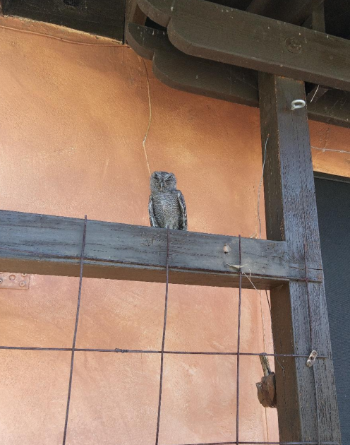 owlfencce 1.png